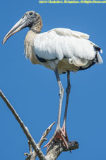 wood stork